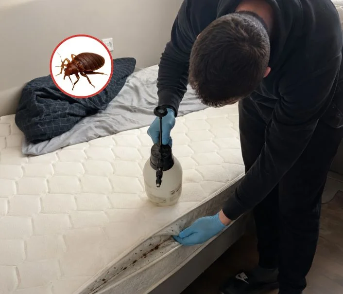 Technicien traitant un matelas contre les punaises de lit à Luzancy